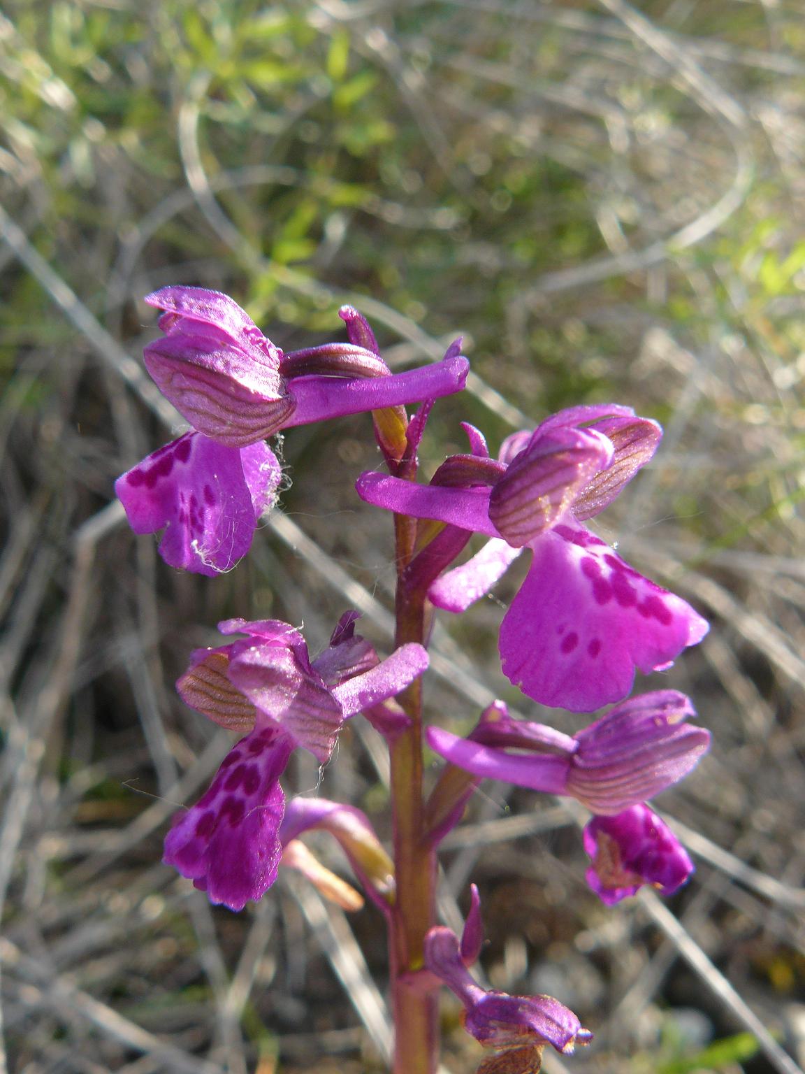 tepali vellutati violetta